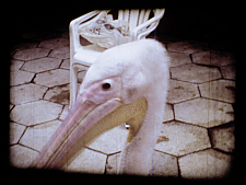 Ricky Scheffer & Ndiaga Fall / Jens Ullrich